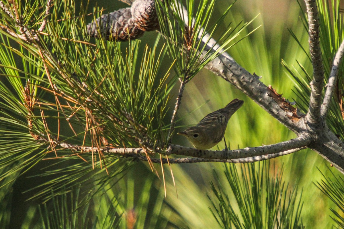 Icterine Warbler - ML262694961