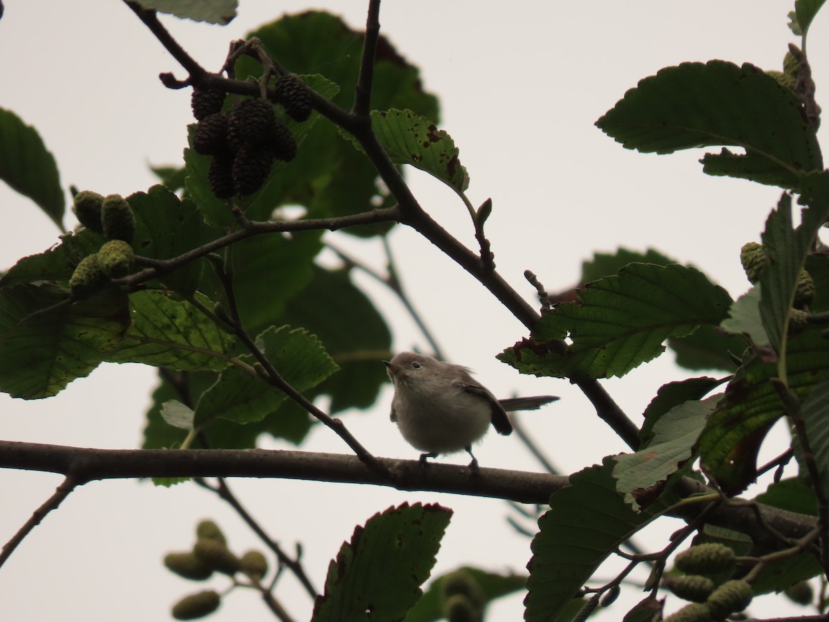 Blue-gray Gnatcatcher - Christopher Hinkle