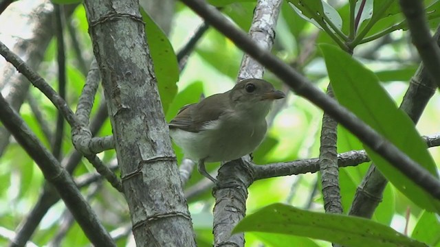 Mangrove Whistler - ML262696581