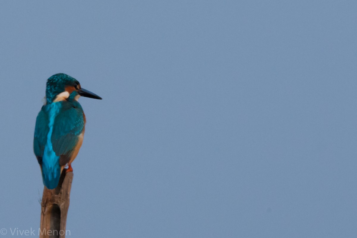 Common Kingfisher - Vivek Menon