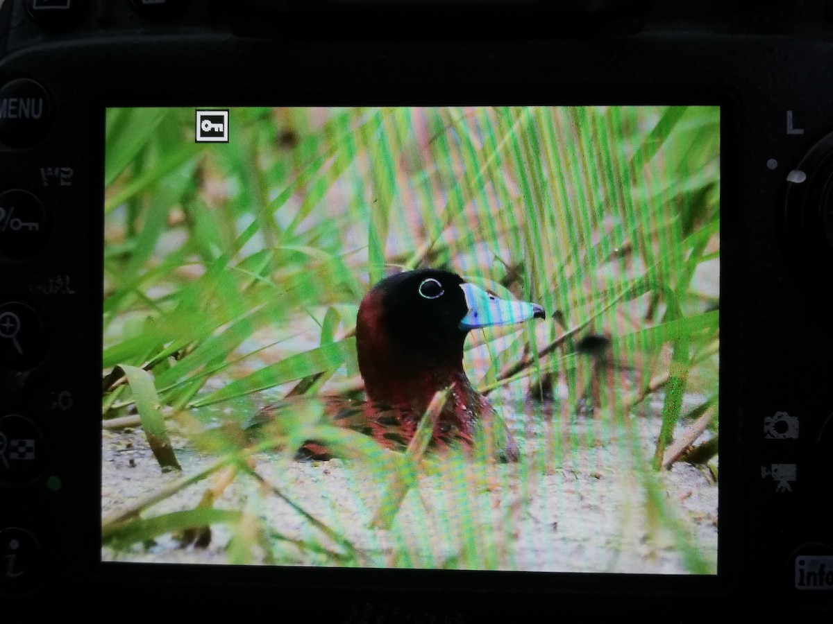 Masked Duck - ML262697781