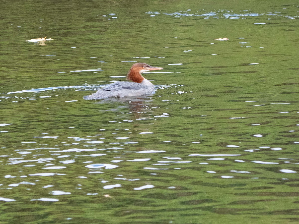 Common Merganser - Susan Elliott