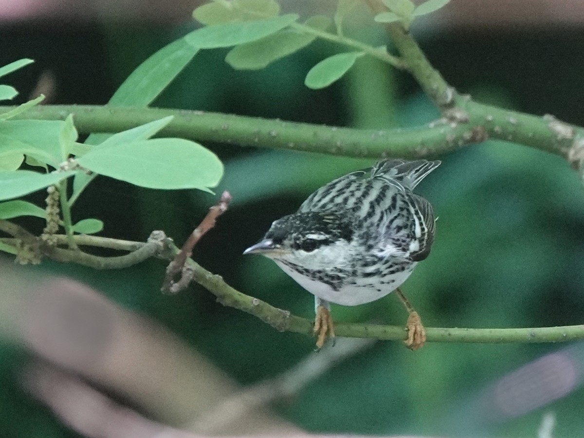 Blackpoll Warbler - ML262699321