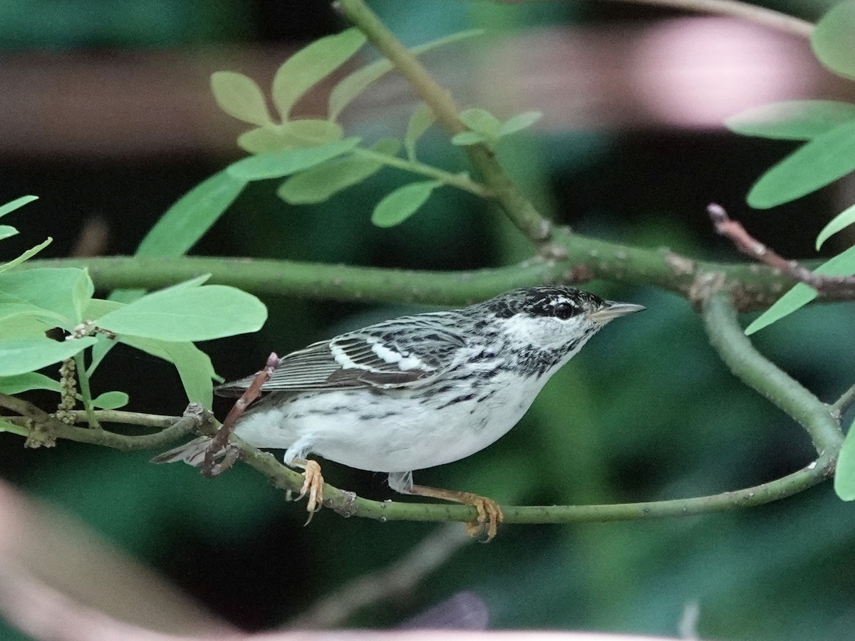 Blackpoll Warbler - ML262699431