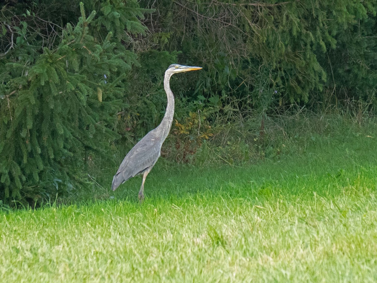 Great Blue Heron - ML262701841