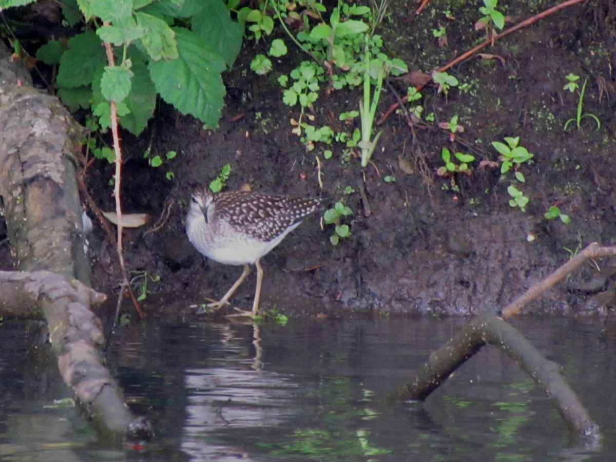 Wood Sandpiper - ML26270211