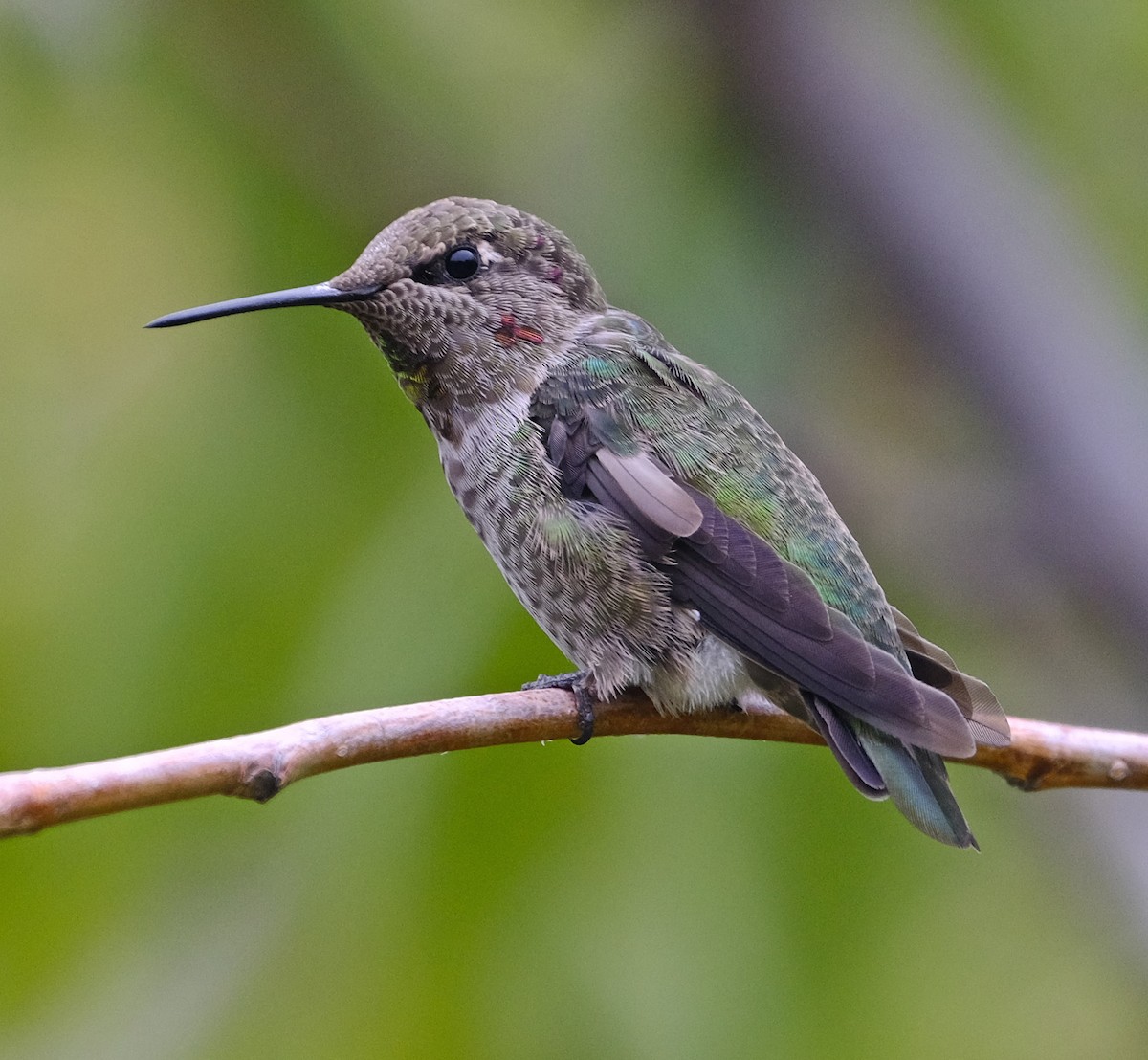 Anna's Hummingbird - ML262702151