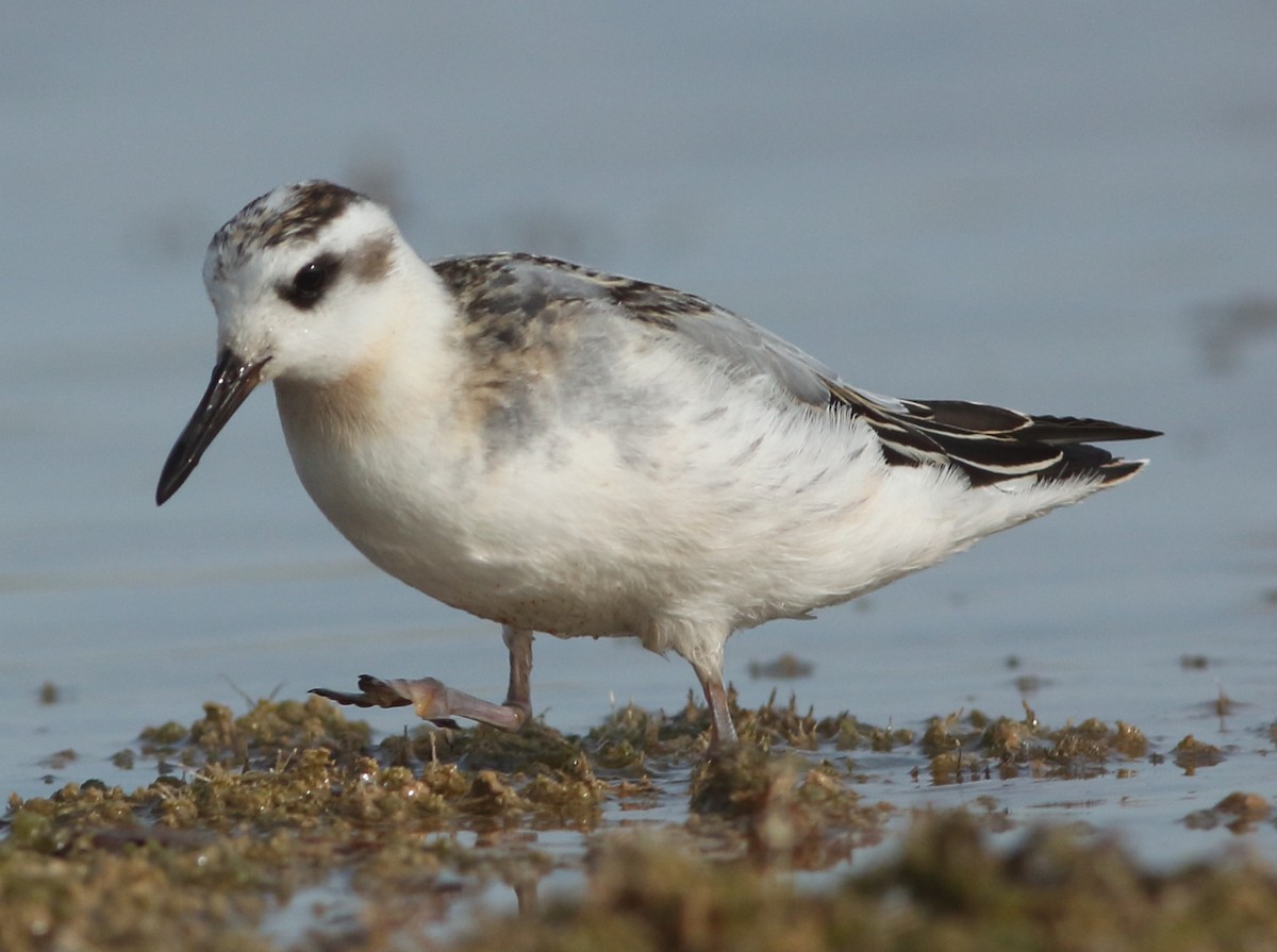 Red Phalarope - Ethan Gyllenhaal