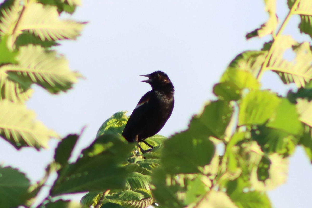 Red-winged Blackbird - Kalpesh Krishna