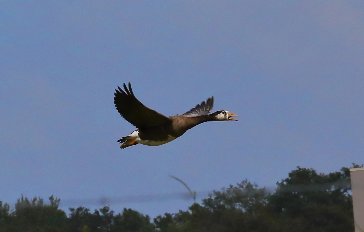 Domestic goose sp. x Canada Goose (hybrid) - ML262707071