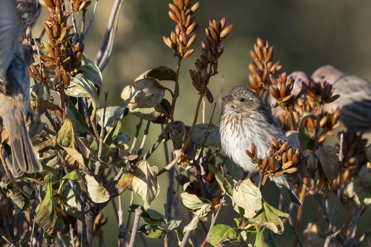 Purple Finch - ML262707441