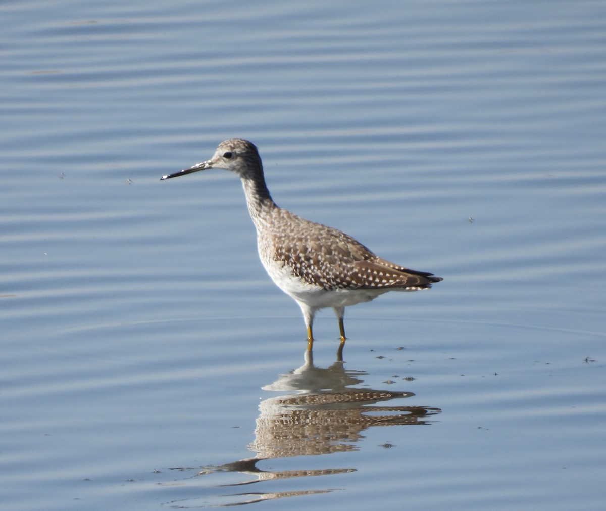 Greater Yellowlegs - ML262707831