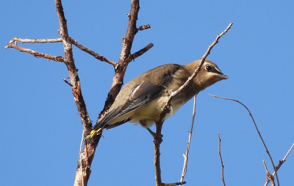 Cedar Waxwing - ML262708161