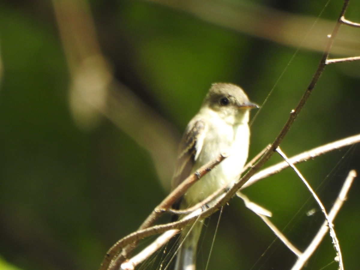 Eastern Wood-Pewee - Michael Saylor