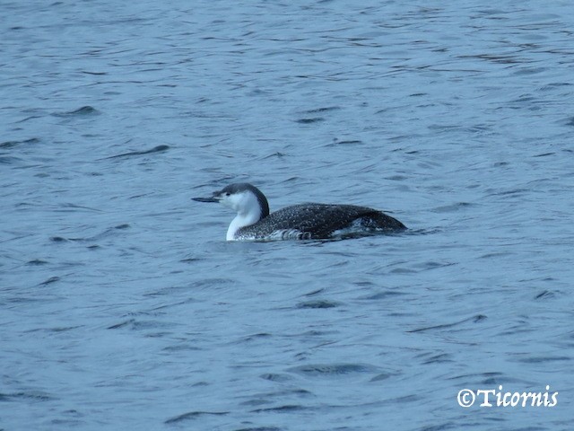 Red-throated Loon - Rafael Campos-Ramírez