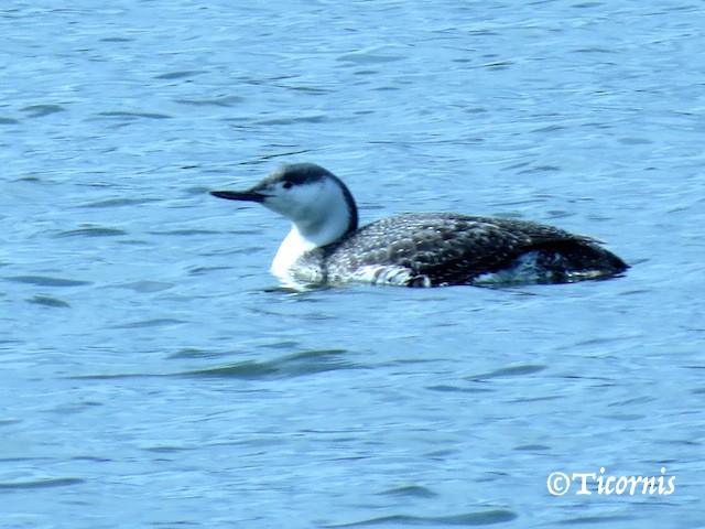 Red-throated Loon - ML26270931