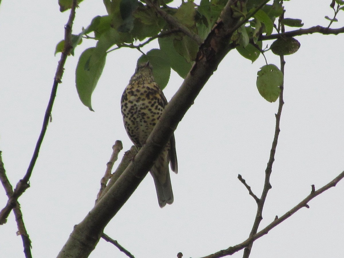 Mistle Thrush - ML26270981