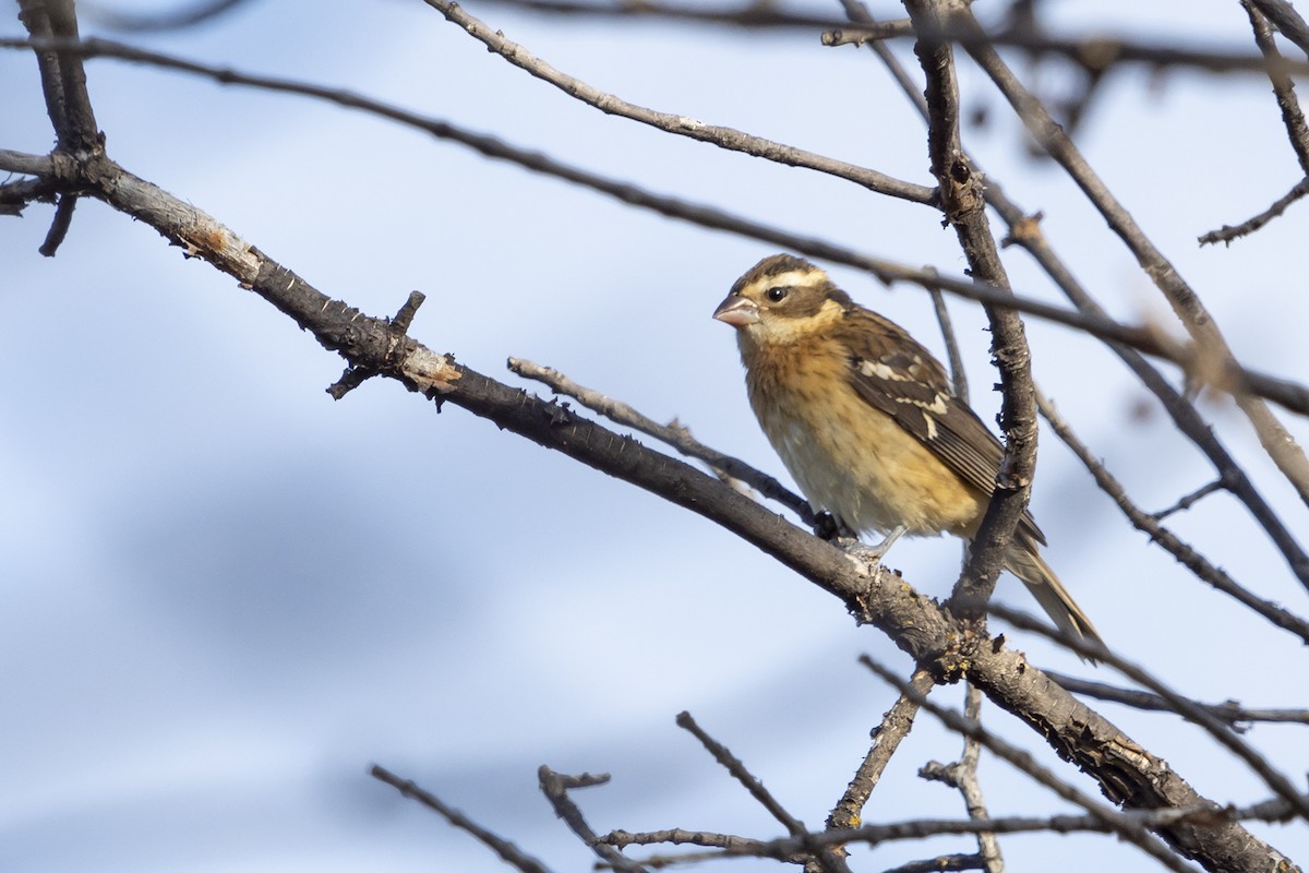 Rose-breasted Grosbeak - ML262710351