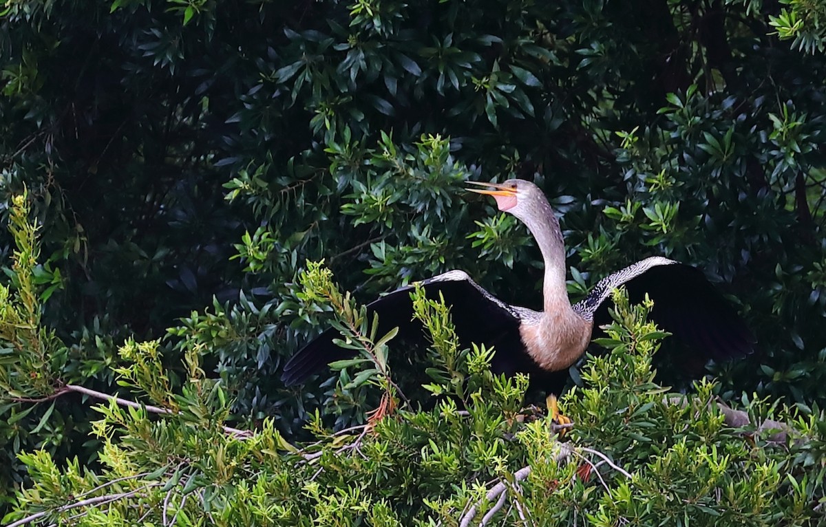 Anhinga d'Amérique - ML262711591