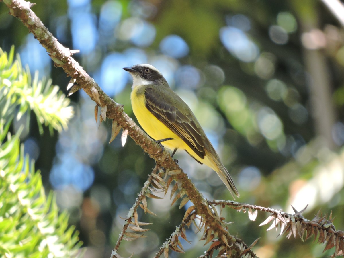 Social Flycatcher - ML262711681