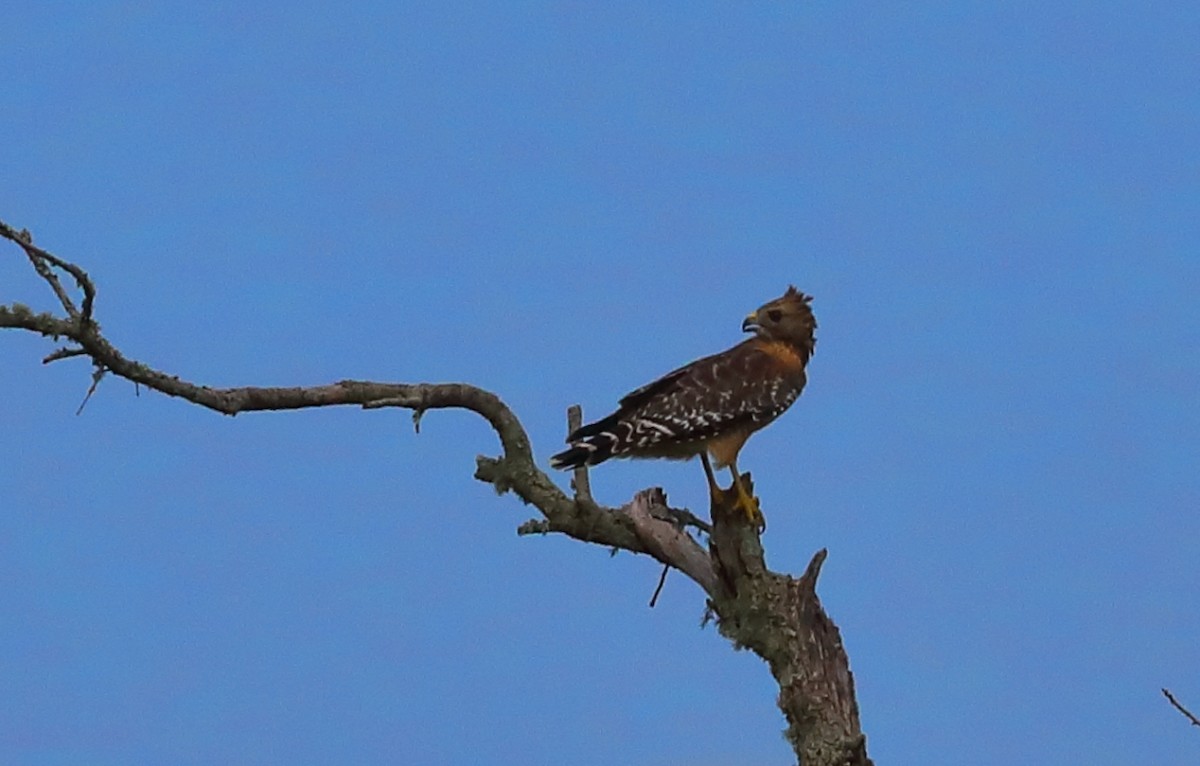 Red-shouldered Hawk - ML262712701