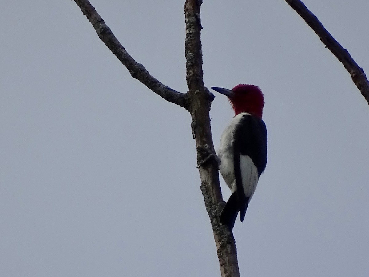 Red-headed Woodpecker - ML262717691