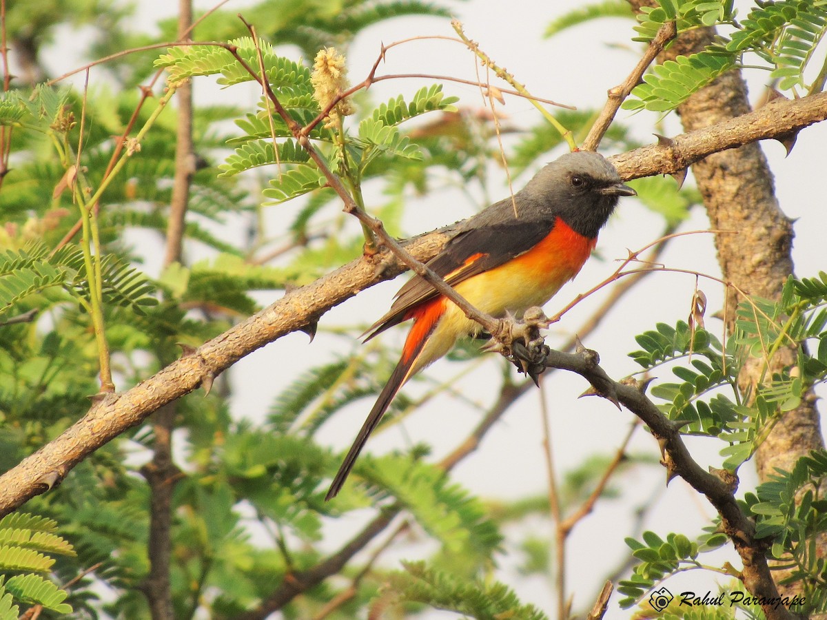 Small Minivet - ML26272071