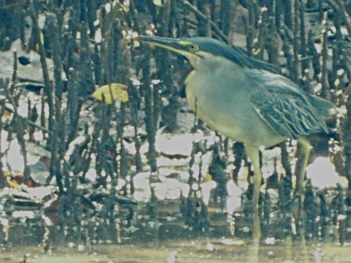 Striated Heron - ML262723391