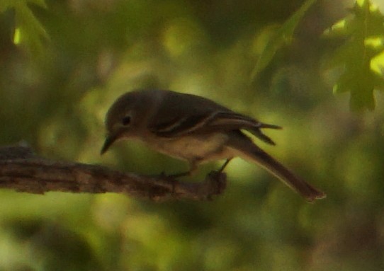 Gray Flycatcher - Emily Hjalmarson