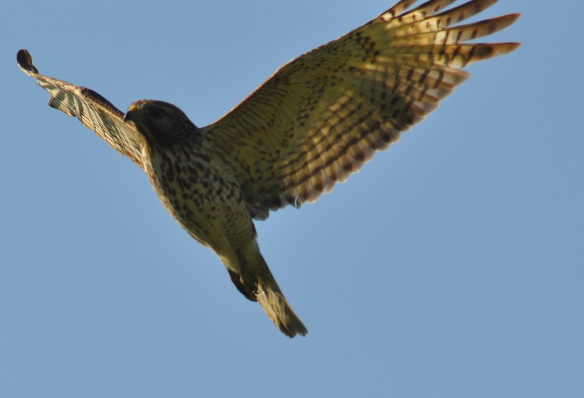 Red-shouldered Hawk - ML26272471