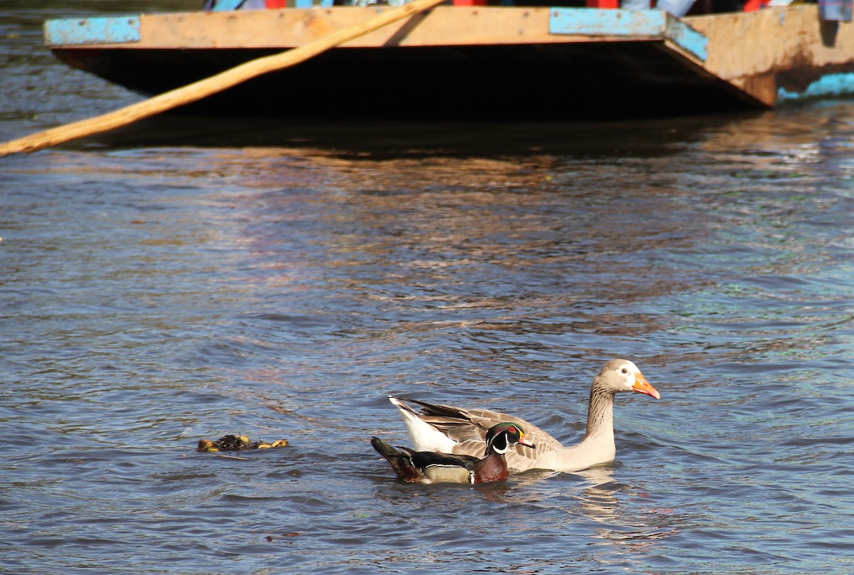 Wood Duck - ML26272531