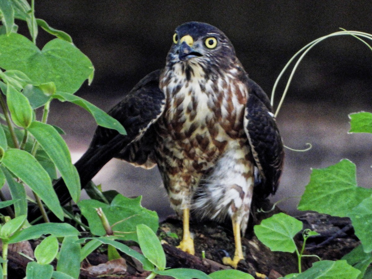 Chinese Sparrowhawk - ML262725891