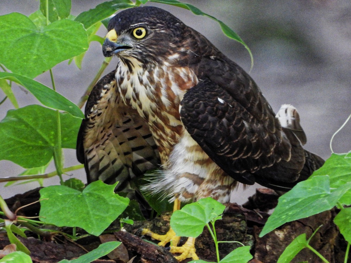 Chinese Sparrowhawk - ML262726631