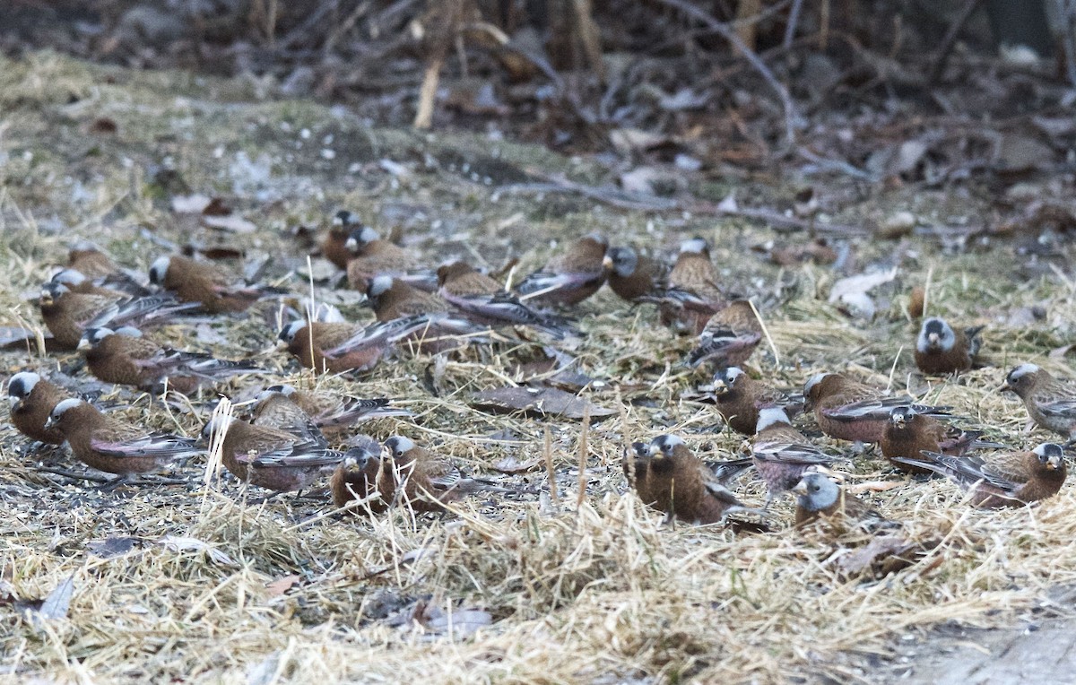 Gray-crowned Rosy-Finch (Gray-crowned) - ML26272761