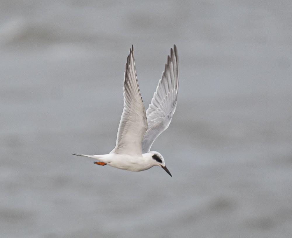 Forster's Tern - ML262729091