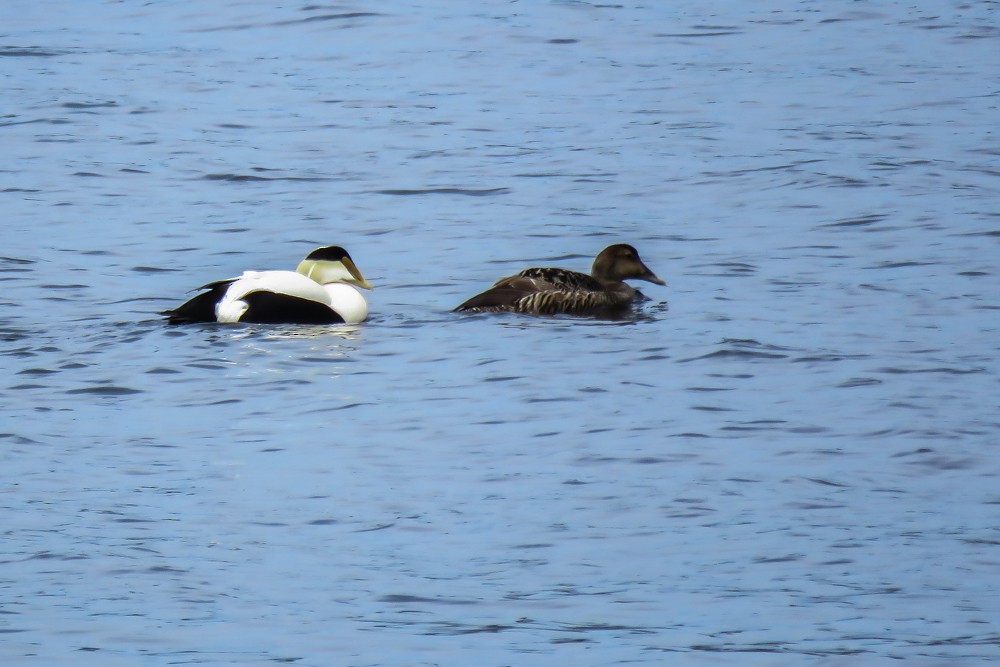 Eider arrunta - ML262729411