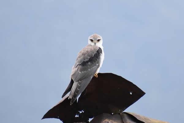 Black-winged Kite - ML262730281