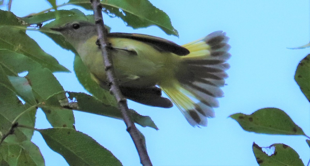 American Redstart - ML262731691