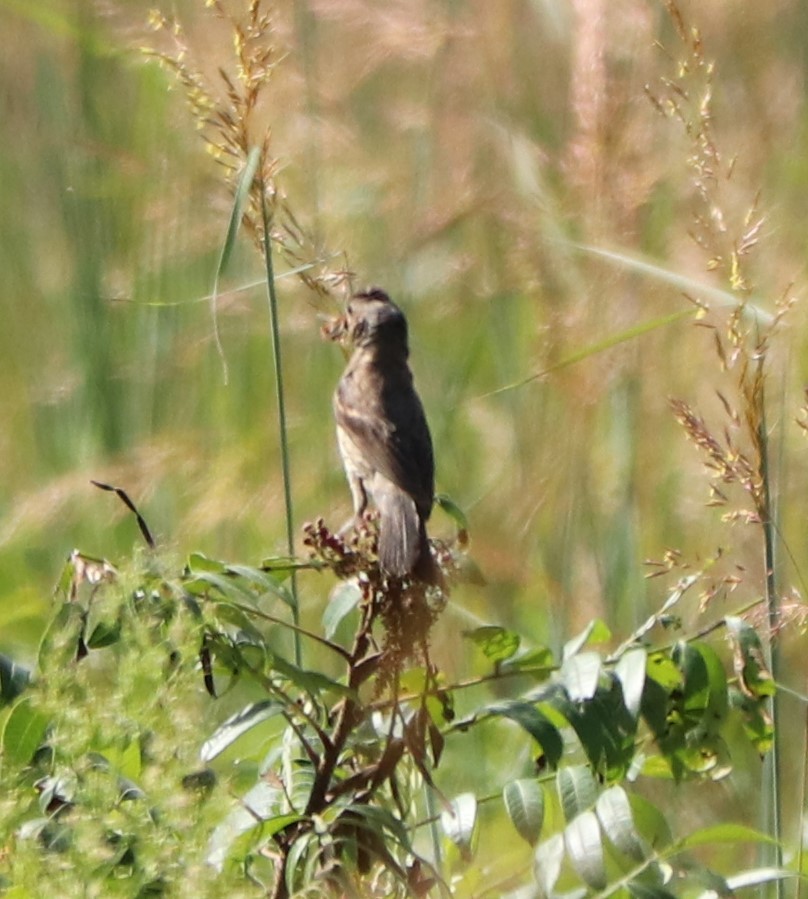 Blue Grosbeak - ML262731881