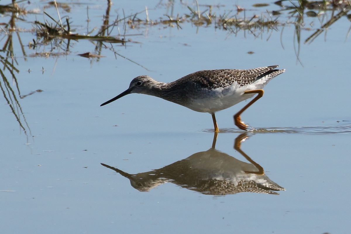 Greater Yellowlegs - gord smith