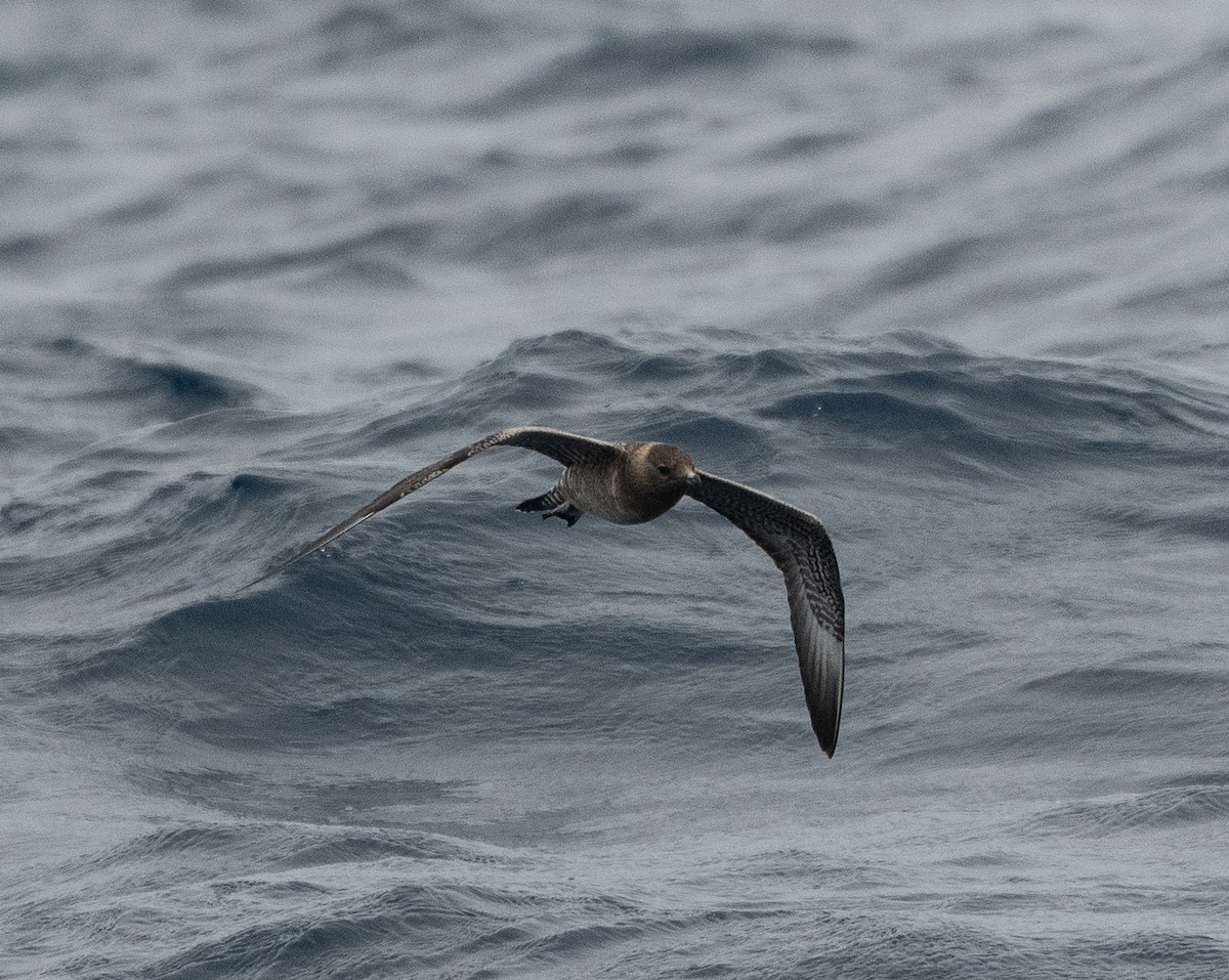 Long-tailed Jaeger - Larry Manfredi