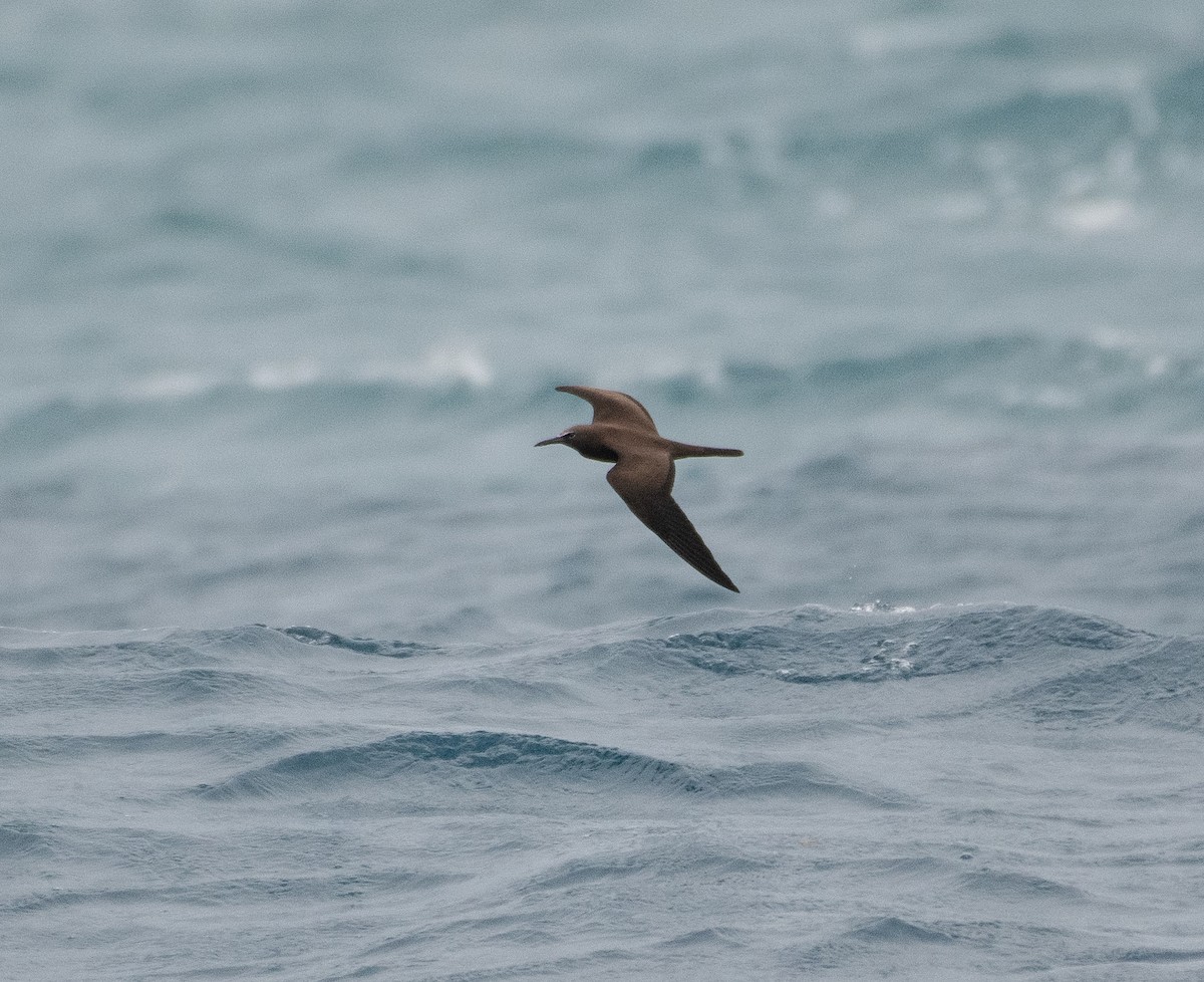 Brown Noddy - Larry Manfredi