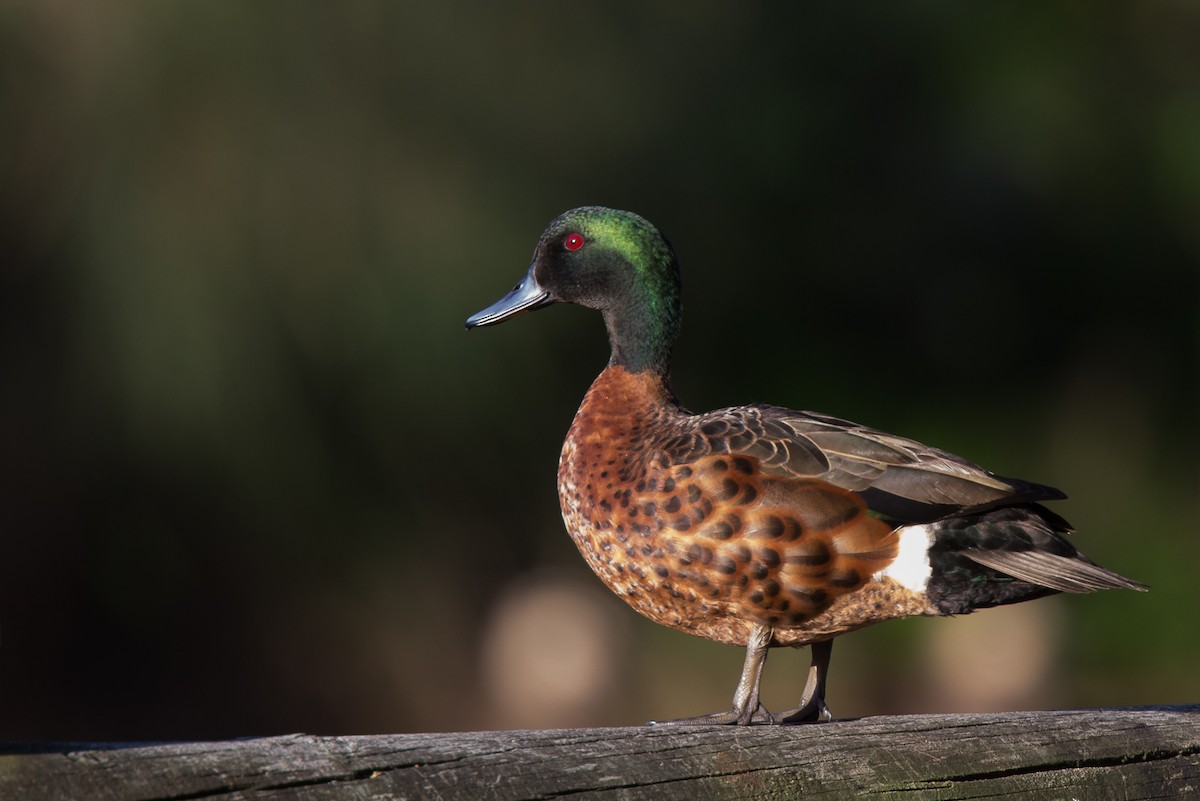 Chestnut Teal - ML262735061