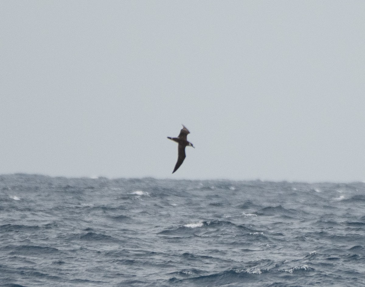 Great Shearwater - ML262735181