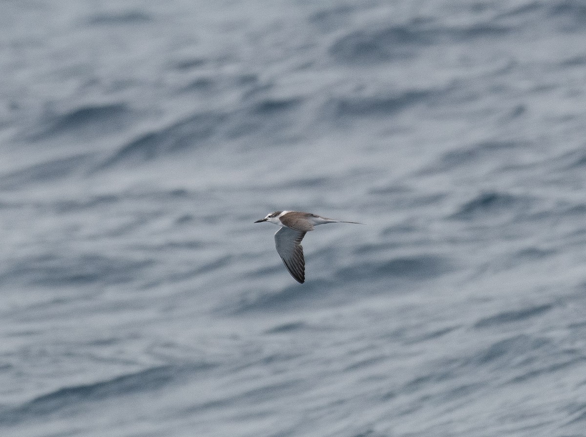 Bridled Tern - Larry Manfredi