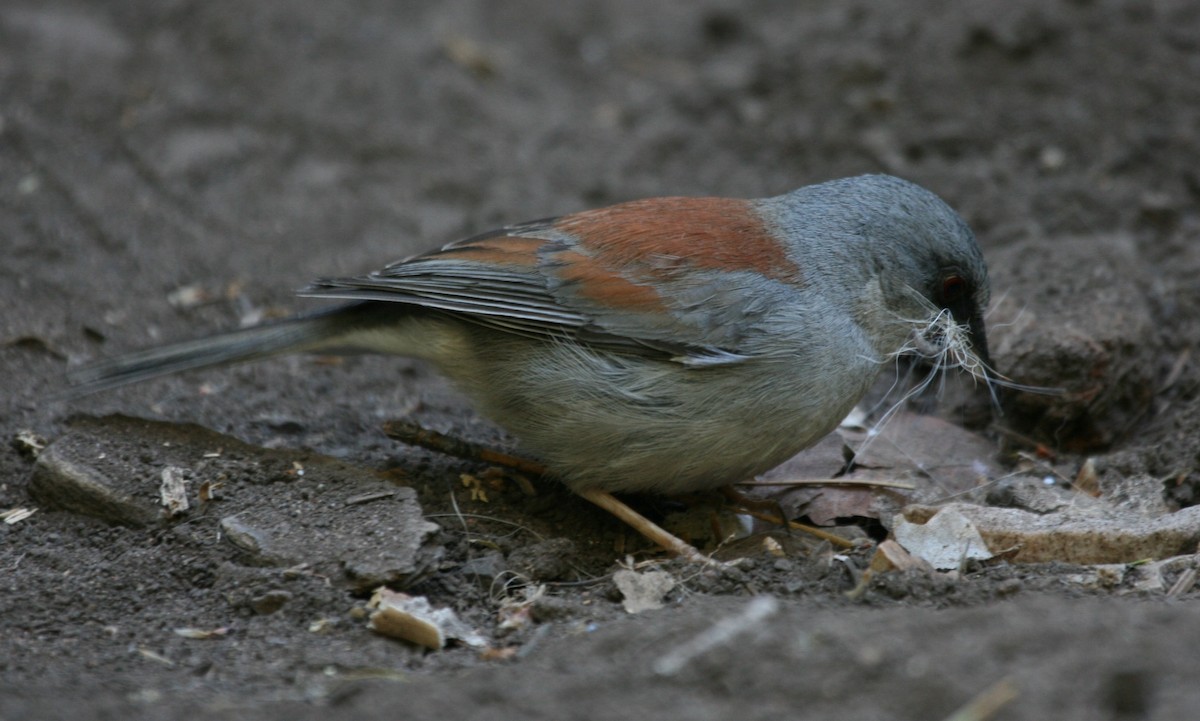 Dark-eyed/Yellow-eyed Junco - ML262738931