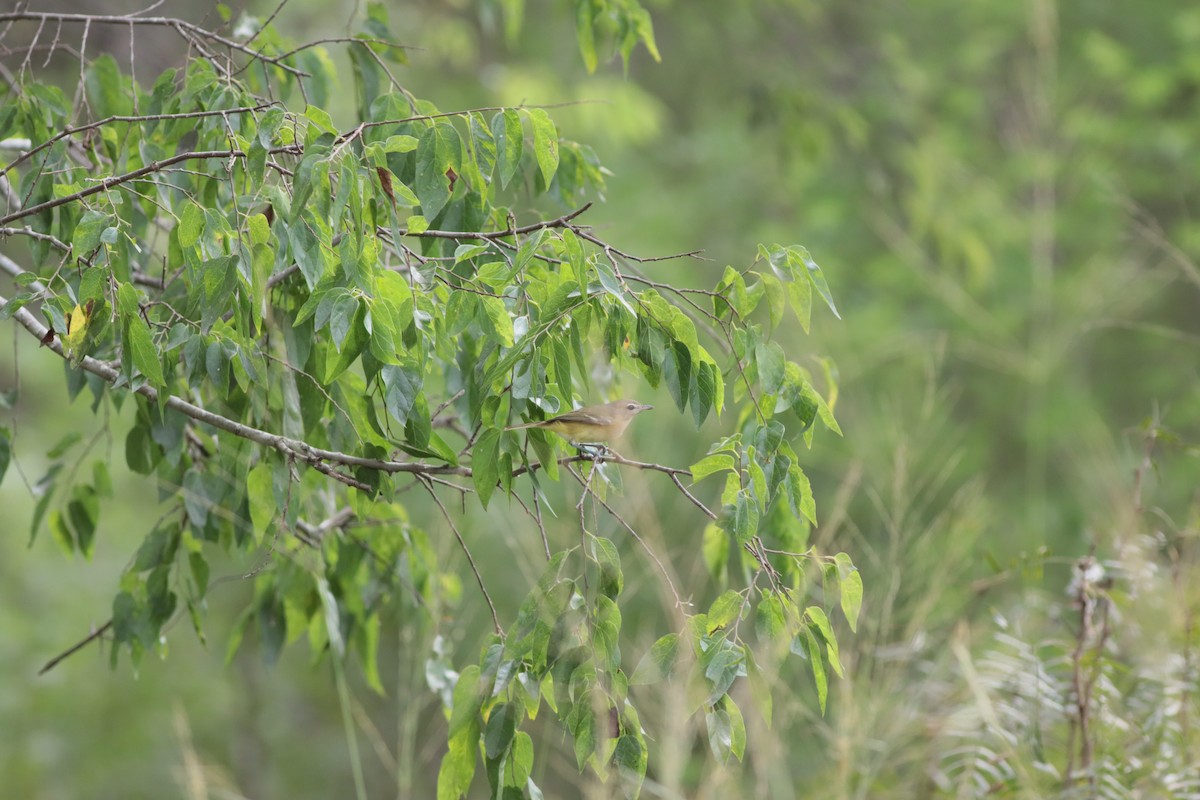 Bell's Vireo (Eastern) - Mike E