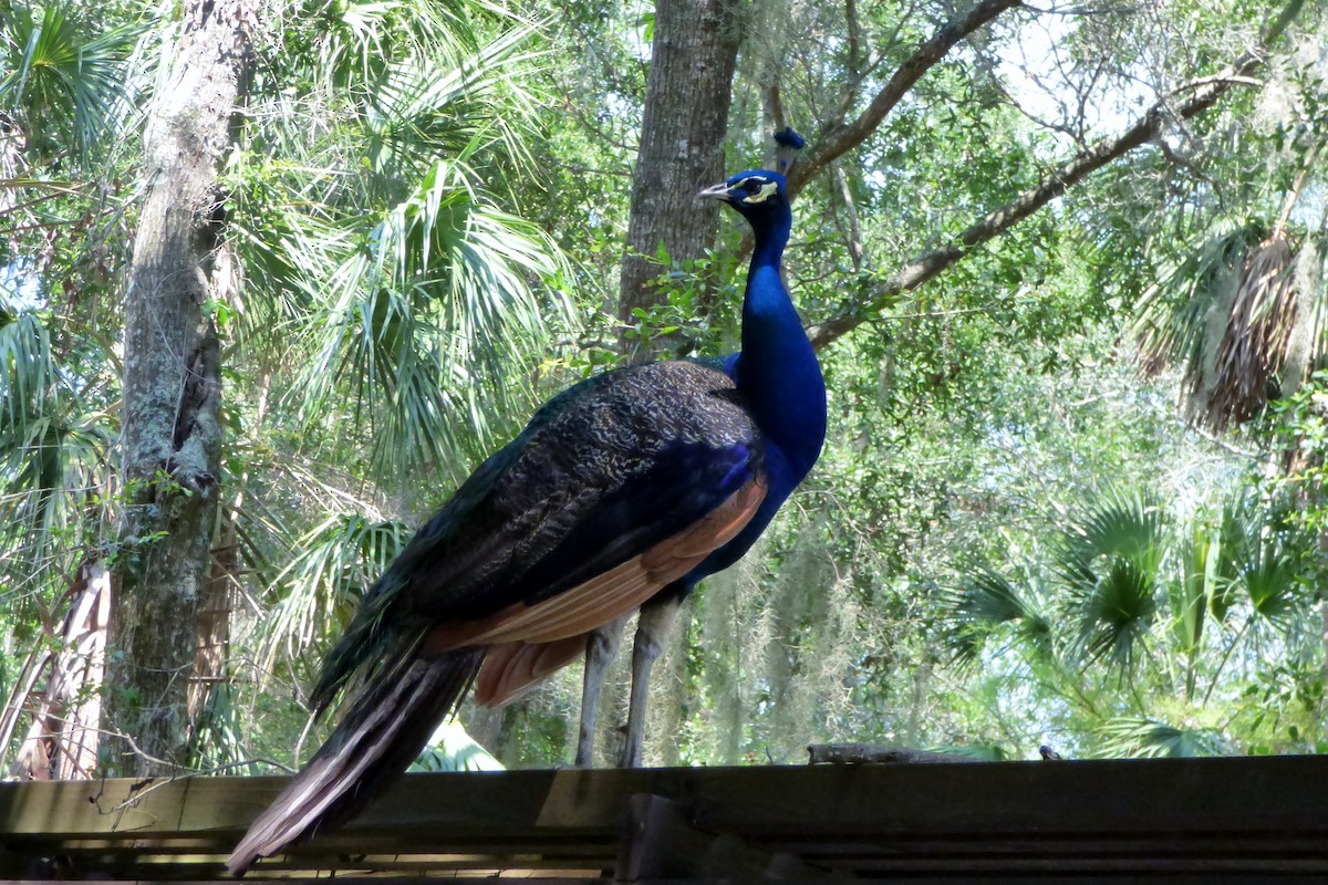 Indian Peafowl - ML262741831