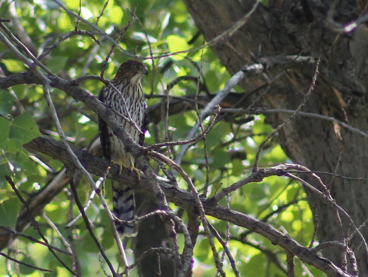 Cooper's Hawk - ML262742071