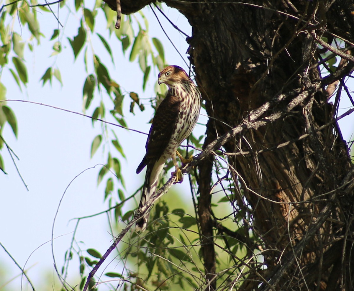 Cooper's Hawk - ML262742091